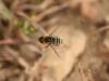 317975 – Photo : Maxime Zucca – France (26)