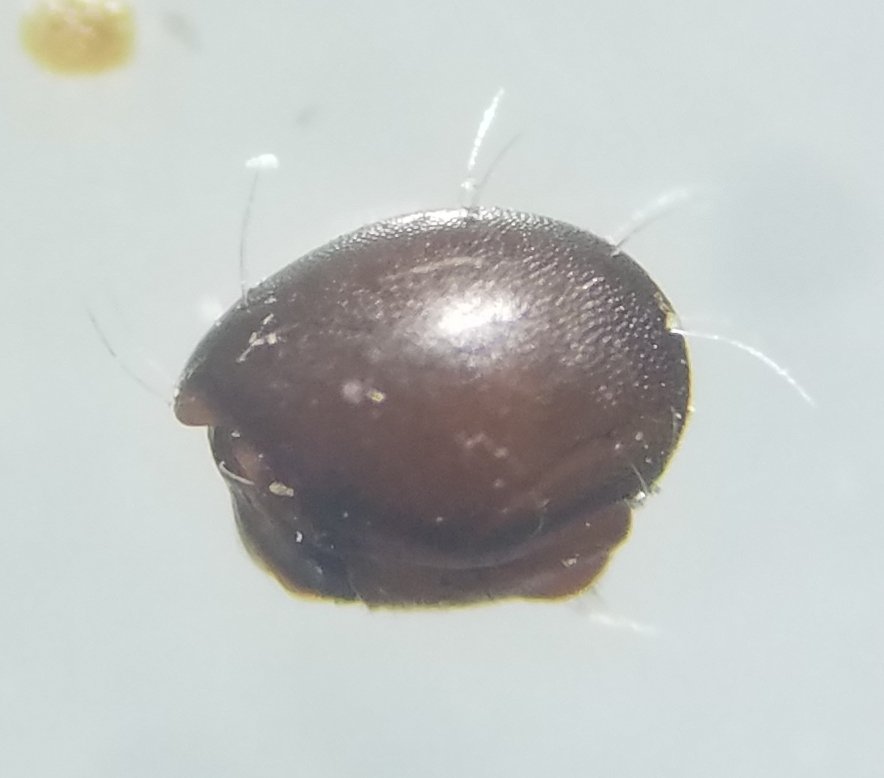 Vincent Mathy - Steganacarus sp. - réf. 317895 (884 x 778 pixels, 45 ko)