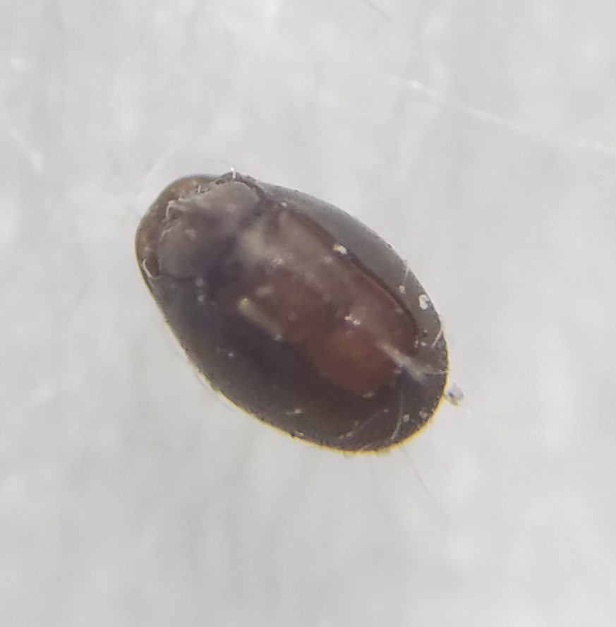 Vincent Mathy - Steganacarus sp. - réf. 317934 (873 x 888 pixels, 214 ko)