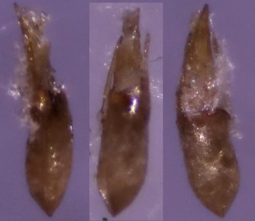 Réf. 318 856 : Othius subuliformis