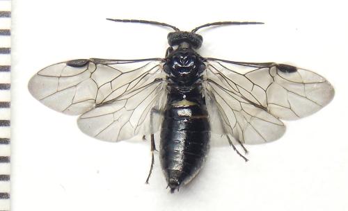 Réf. 318 496 : Dolerus nitens