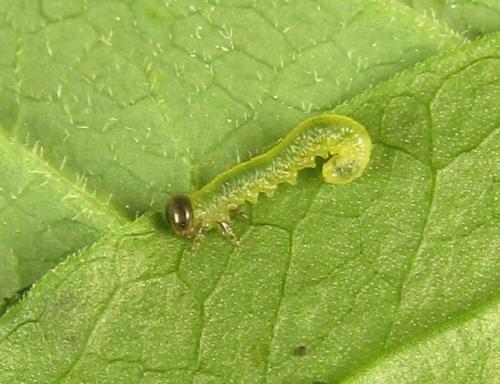 Euura myosotidis