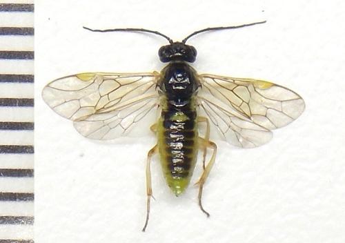 Euura myosotidis