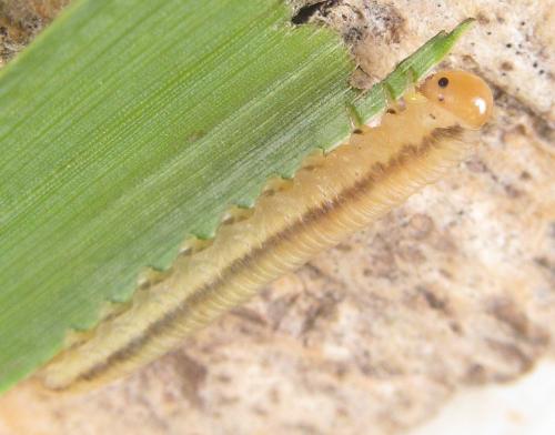 Réf. 318 494 : Dolerus nitens