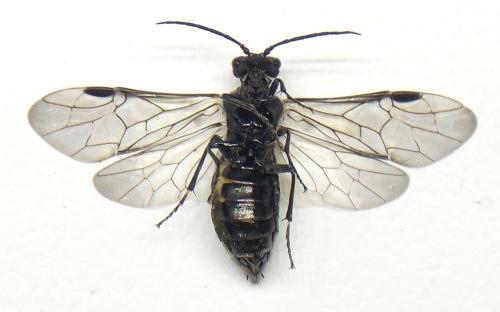 Réf. 318 497 : Dolerus nitens