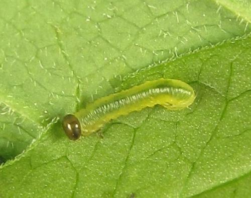 Euura myosotidis