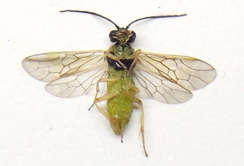 Réf. 318 524 : Euura myosotidis