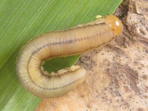 Réf. 318 495 : Dolerus nitens