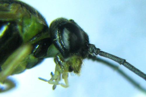 Réf. 318 525 : Euura myosotidis