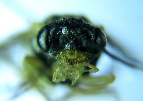 Réf. 318 526 : Euura myosotidis