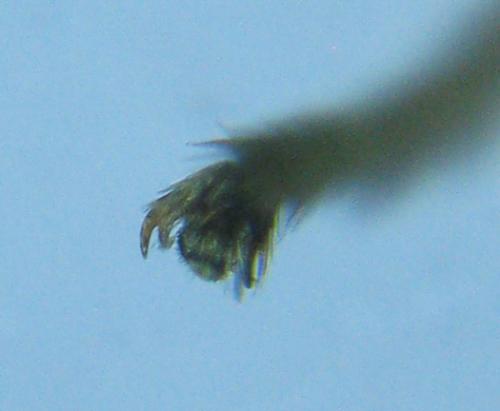 Euura myosotidis