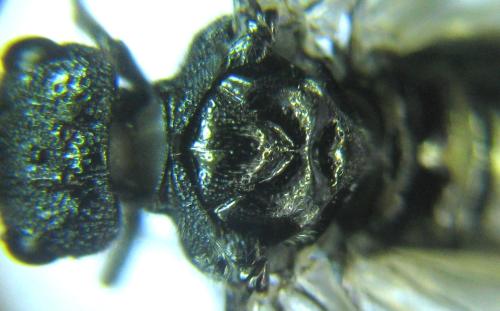 Réf. 318 500 : Dolerus nitens