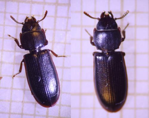 Réf. 318 227 : Tenebroides fuscus