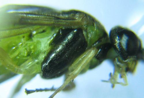 Réf. 318 528 : Euura myosotidis