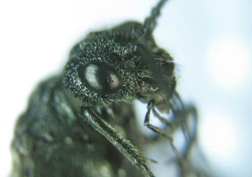 Réf. 318 501 : Dolerus nitens
