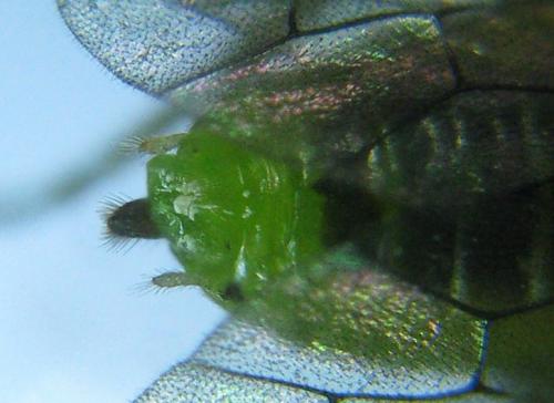 Réf. 318 529 : Euura myosotidis