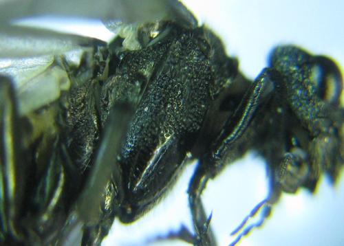 Réf. 318 502 : Dolerus nitens