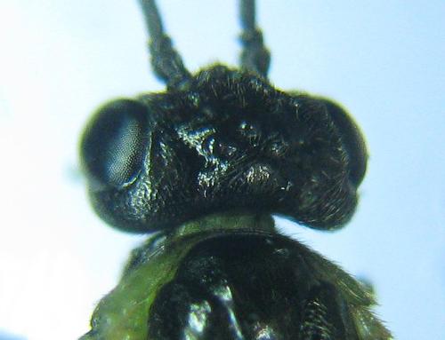 Euura myosotidis