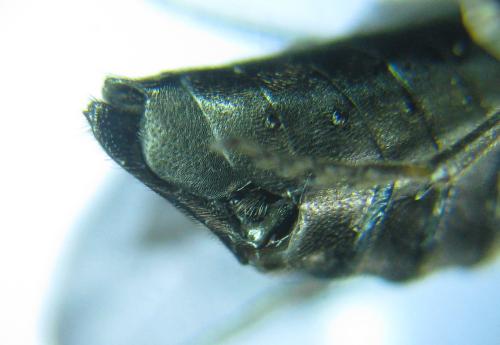 Réf. 318 503 : Dolerus nitens