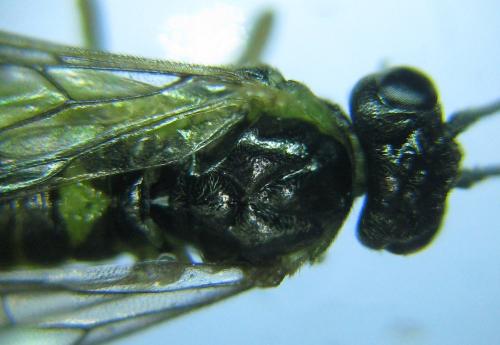 Euura myosotidis