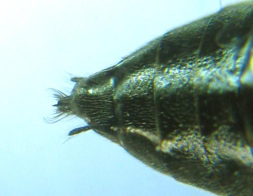 Réf. 318 504 : Dolerus nitens