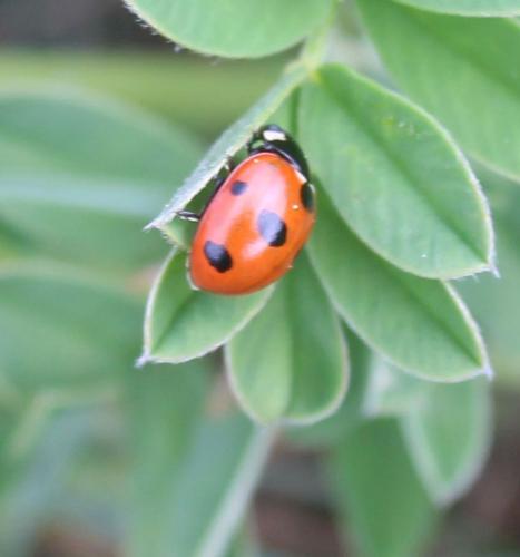 Coccinella magnifica