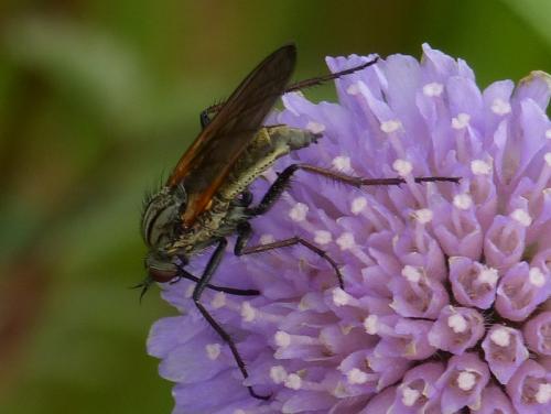 Réf. 318 554 : Empis tessellata