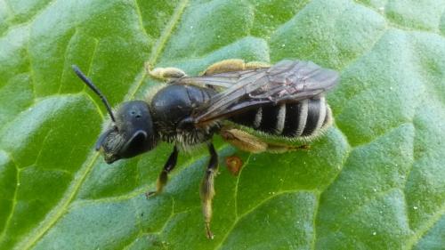 Réf. 318 602 : Halictus sp.