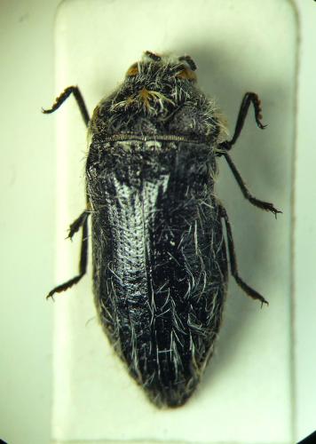 Réf. 318 379 : Acmaeoderella lanuginosa