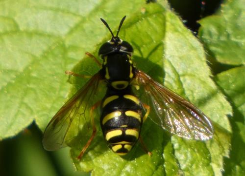 Chrysotoxum sp.