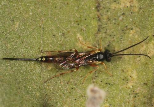 Réf. 318 537 : Campopleginae inconnu