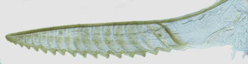 Euura myosotidis
