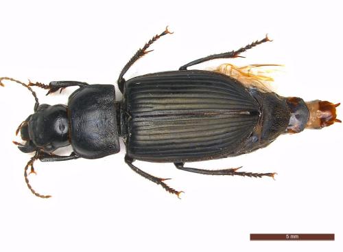 Anisodactylus signatus