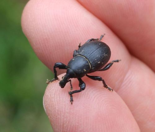 Liparus coronatus