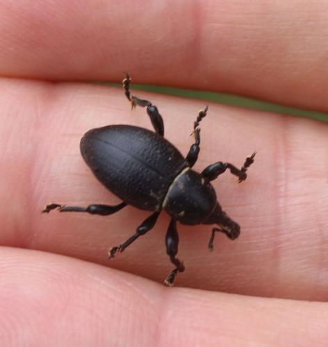 Liparus coronatus