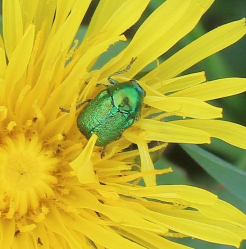 Cryptocephalus sp.