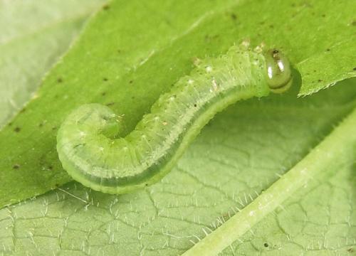 Euura myosotidis
