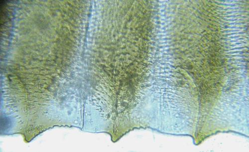 Réf. 318 506 : Dolerus nitens