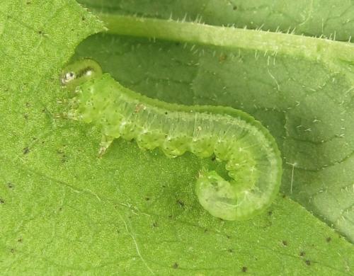 Réf. 318 518 : Euura myosotidis