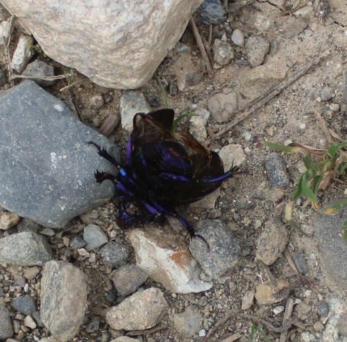 Anoplotrupes stercorosus