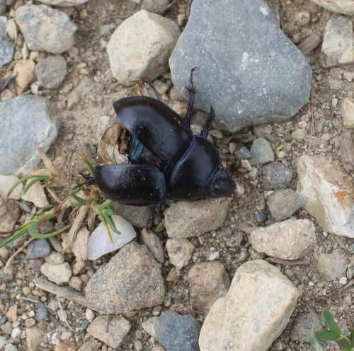 Anoplotrupes stercorosus