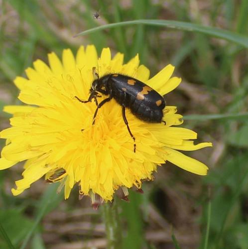 Hycleus polymorphus