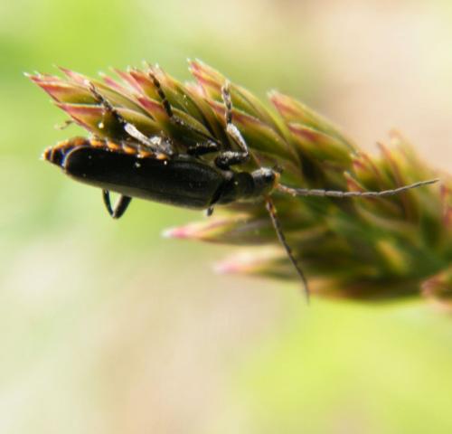 Réf. 318 659 : Cantharis tristis