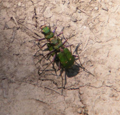 Cicindela campestris