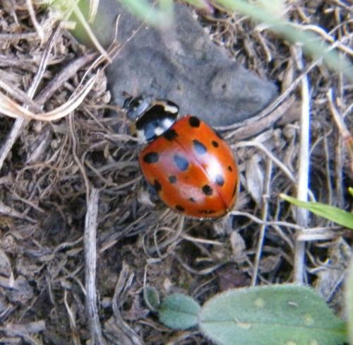Réf. 318 870 : Anatis ocellata