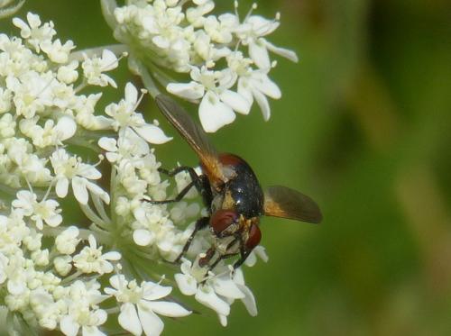 Gymnosoma sp.