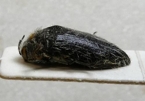 Réf. 318 380 : Acmaeoderella lanuginosa
