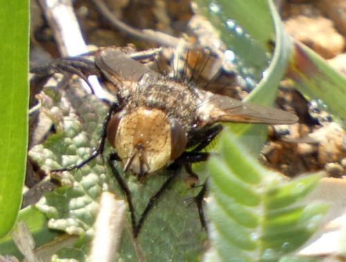 Gonia ornata