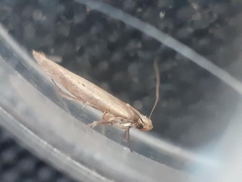 Zelleria hepariella