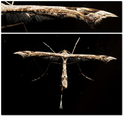 Réf. 318 203 : Amblyptilia sp.